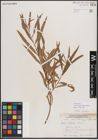 Foto von Salix exigua subsp. interior (Rowlee) Cronquist
